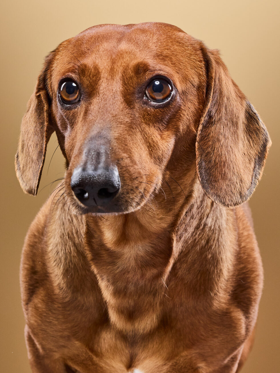 Foto perro alta calidad